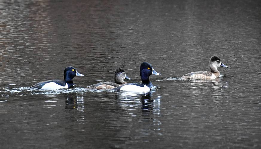 What appear to be ring-necked ducks glide along on Laurel Lake in Warwick recently.