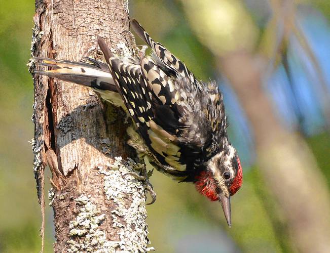 This adult male yellow-bellied sapsucker bears the hallmarks of its species. Only the males have red on the chin, but adults of both sexes have red on the forehead.