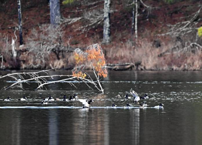 Ring-necked ducks at Lake Rohunta.