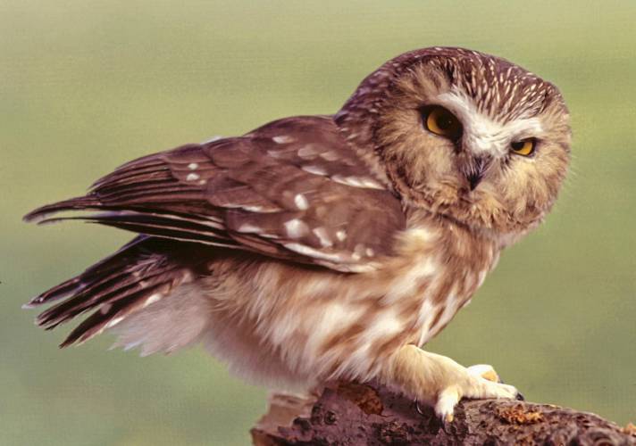 Tiny enough to comfortably perch on your index finger, the northern saw-whet owl  packs a stare with attitude.