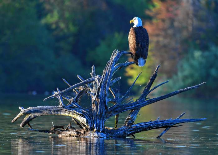 A bald eagle sits perched on the roots of a fallen tree in late day sun on the Connecticut River in Gill.